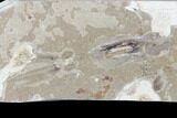 Cretaceous Fossil Squid with Ink Sac - Hakel, Lebanon #173355-2